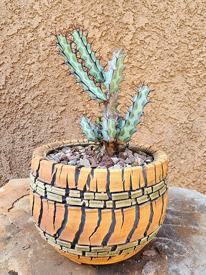 Euphorbia greenwayi