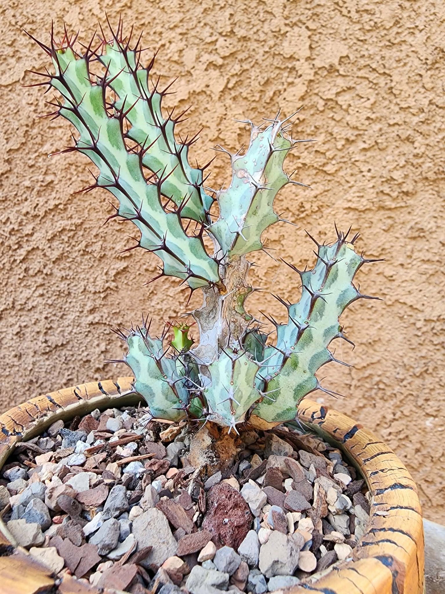 Euphorbia greenwayi