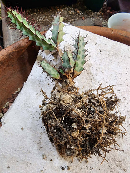 Euphorbia greenwayi