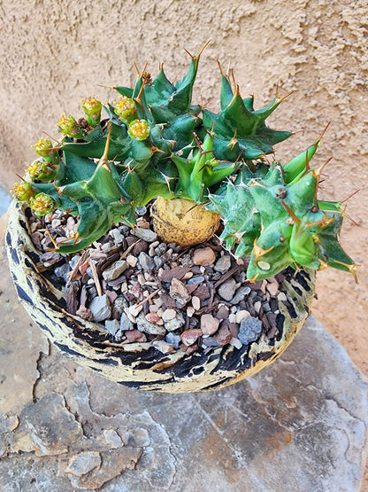 Euphorbia groenewaldii