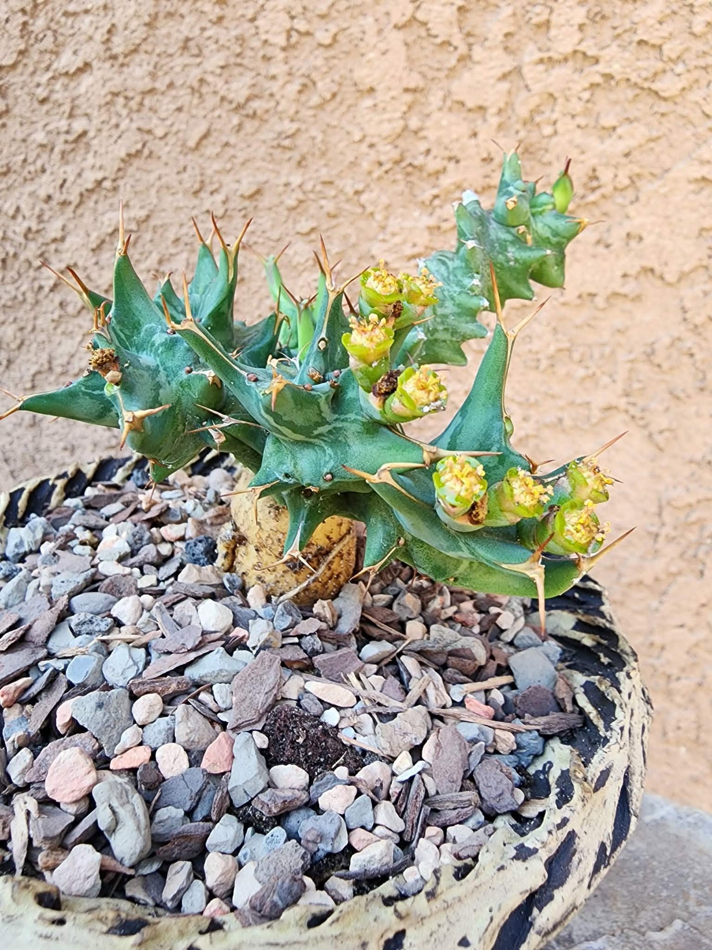 Euphorbia groenewaldii