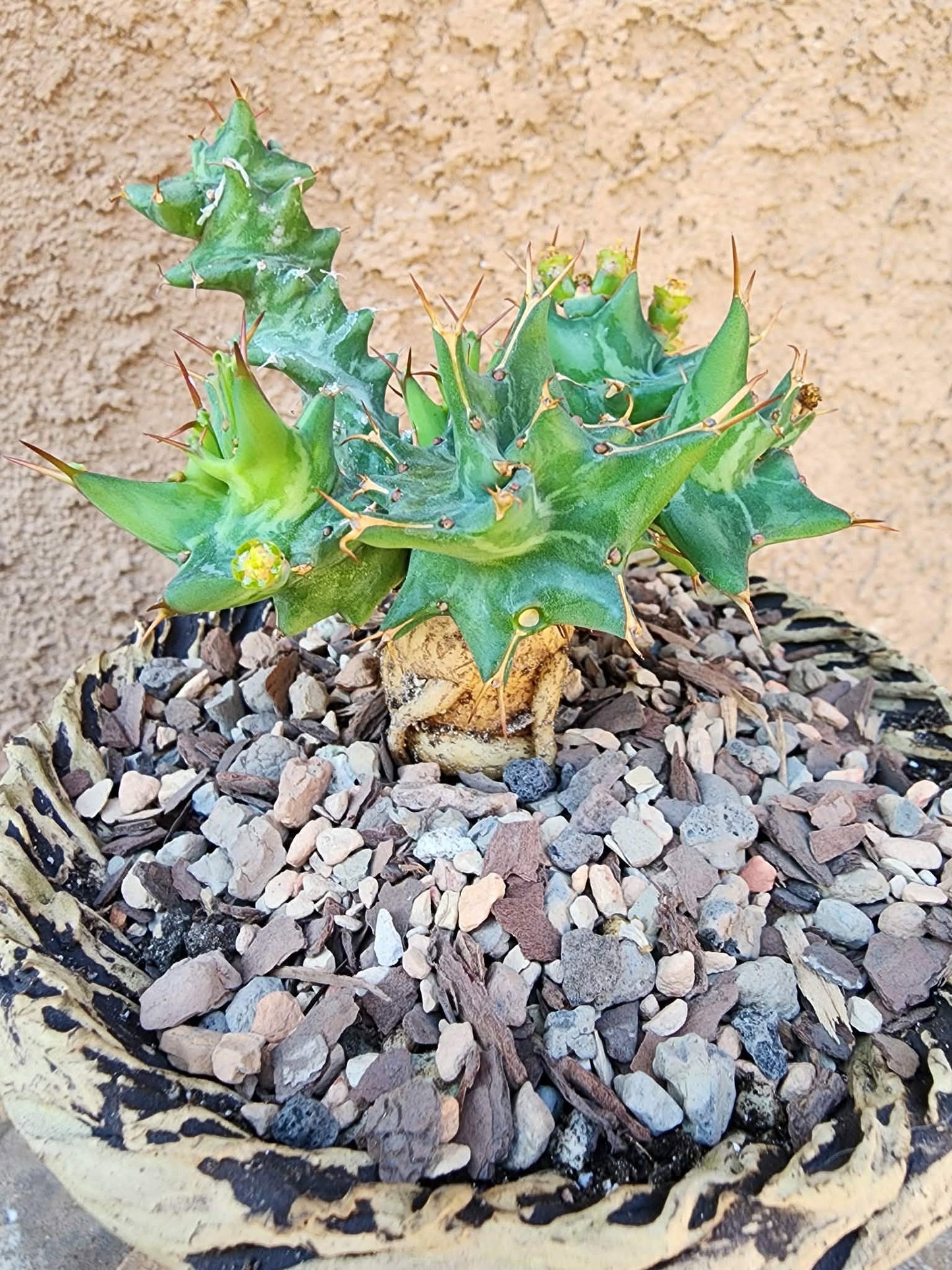 Euphorbia groenewaldii