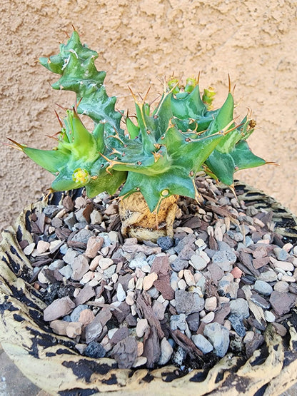 Euphorbia groenewaldii