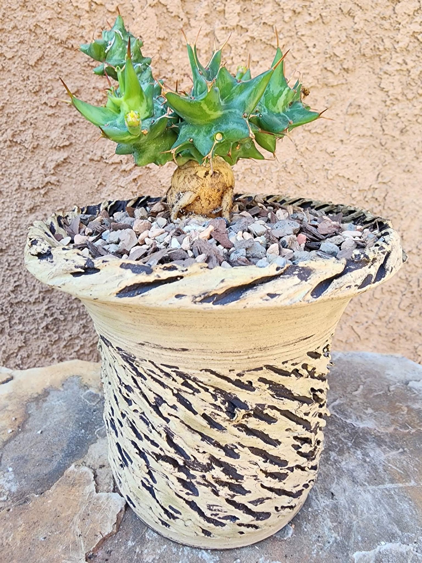 Euphorbia groenewaldii