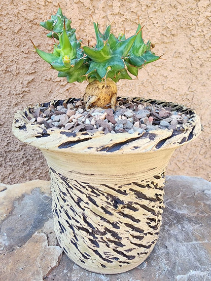Euphorbia groenewaldii