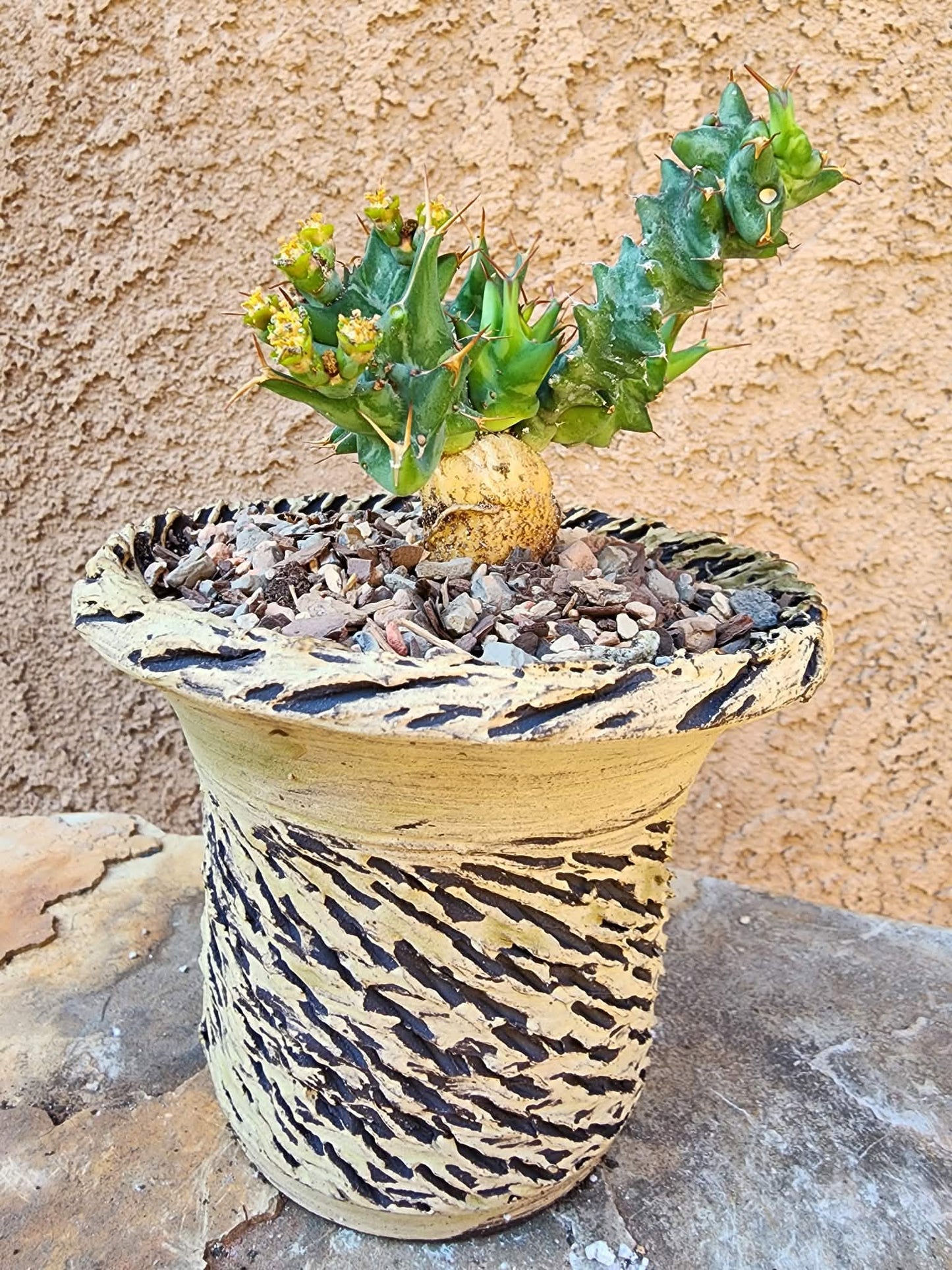Euphorbia groenewaldii