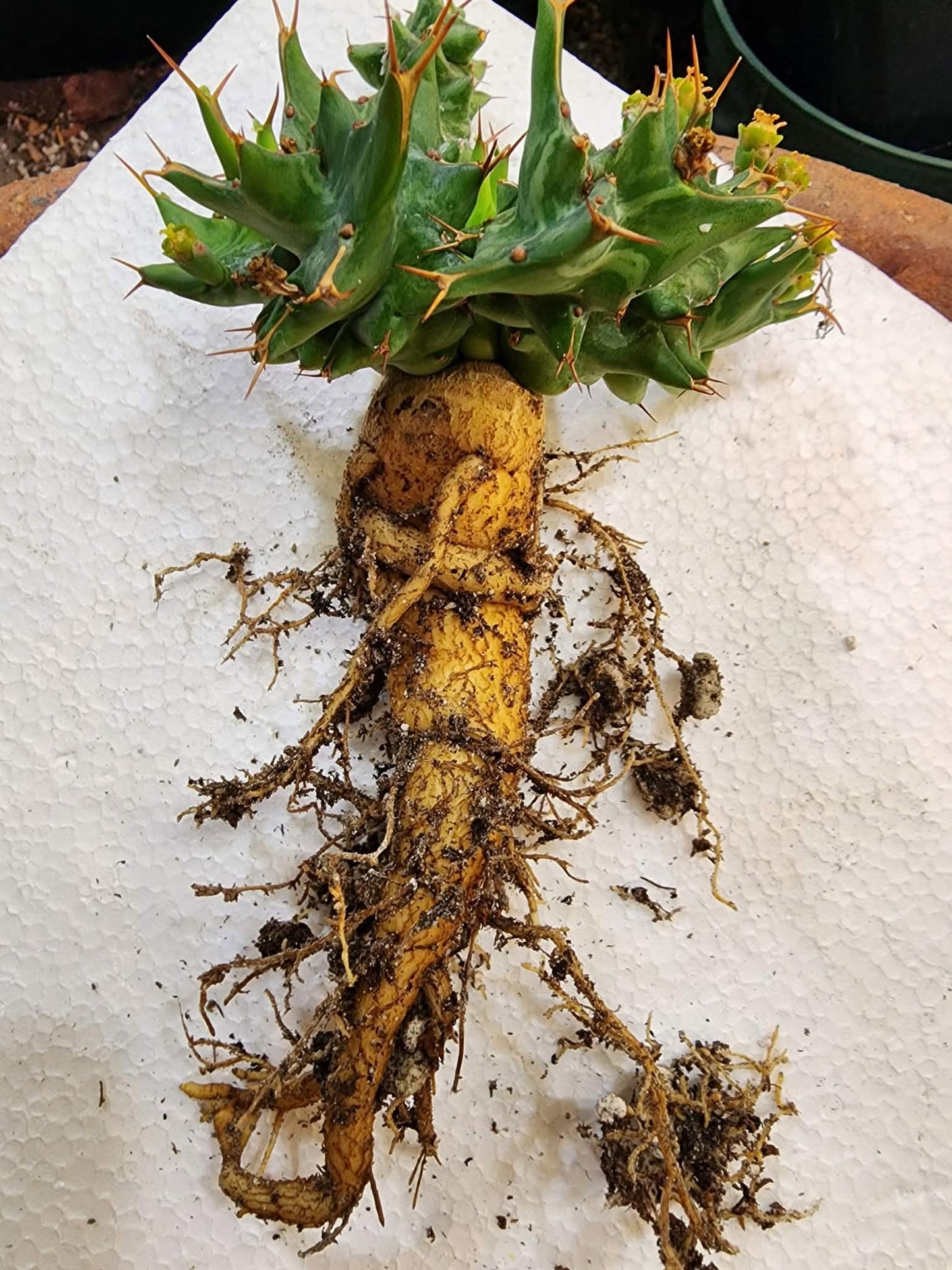 Euphorbia groenewaldii