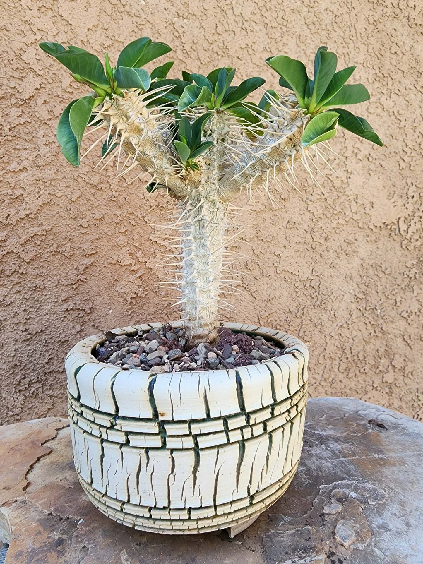 Euphorbia guillauminiana