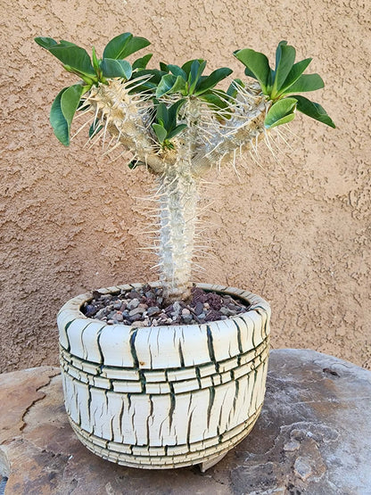Euphorbia guillauminiana