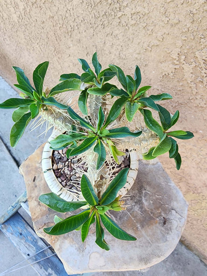 Euphorbia guillauminiana