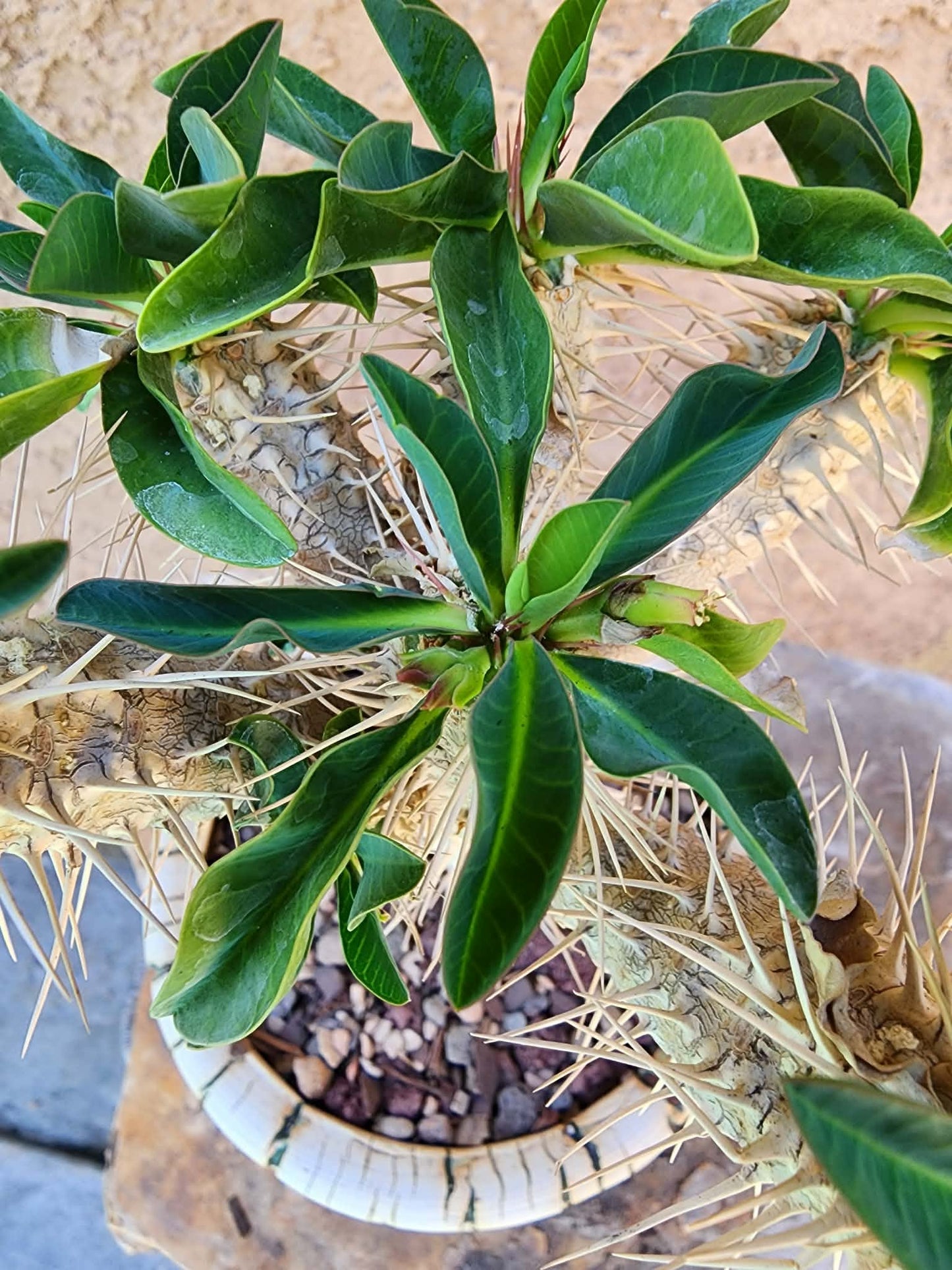 Euphorbia guillauminiana