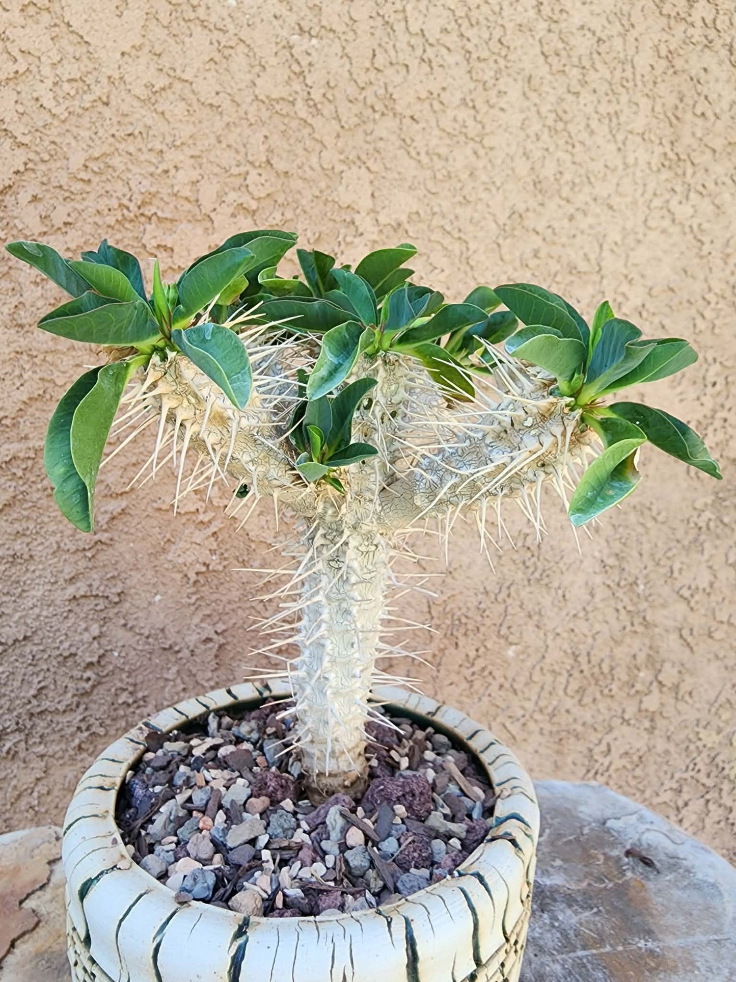 Euphorbia guillauminiana