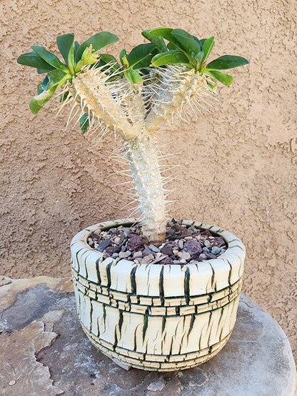 Euphorbia guillauminiana