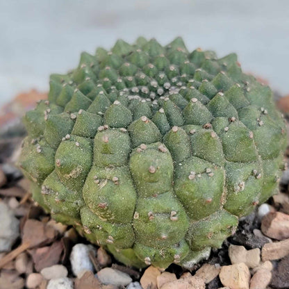 Euphorbia gymnocalycioides