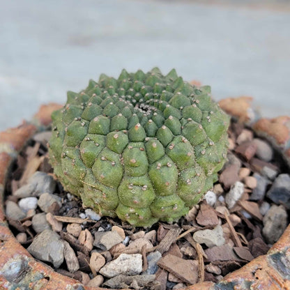 Euphorbia gymnocalycioides