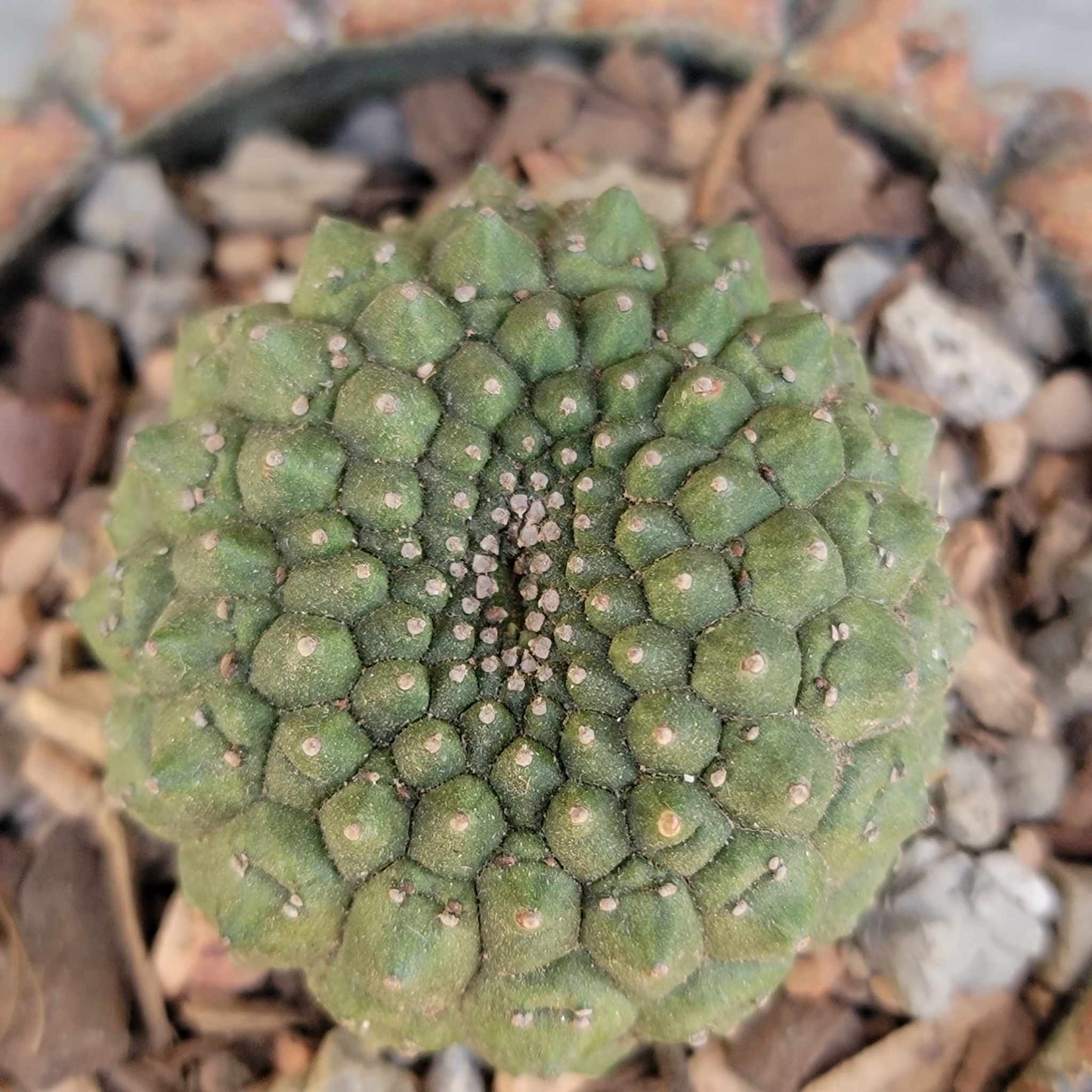 Euphorbia gymnocalycioides