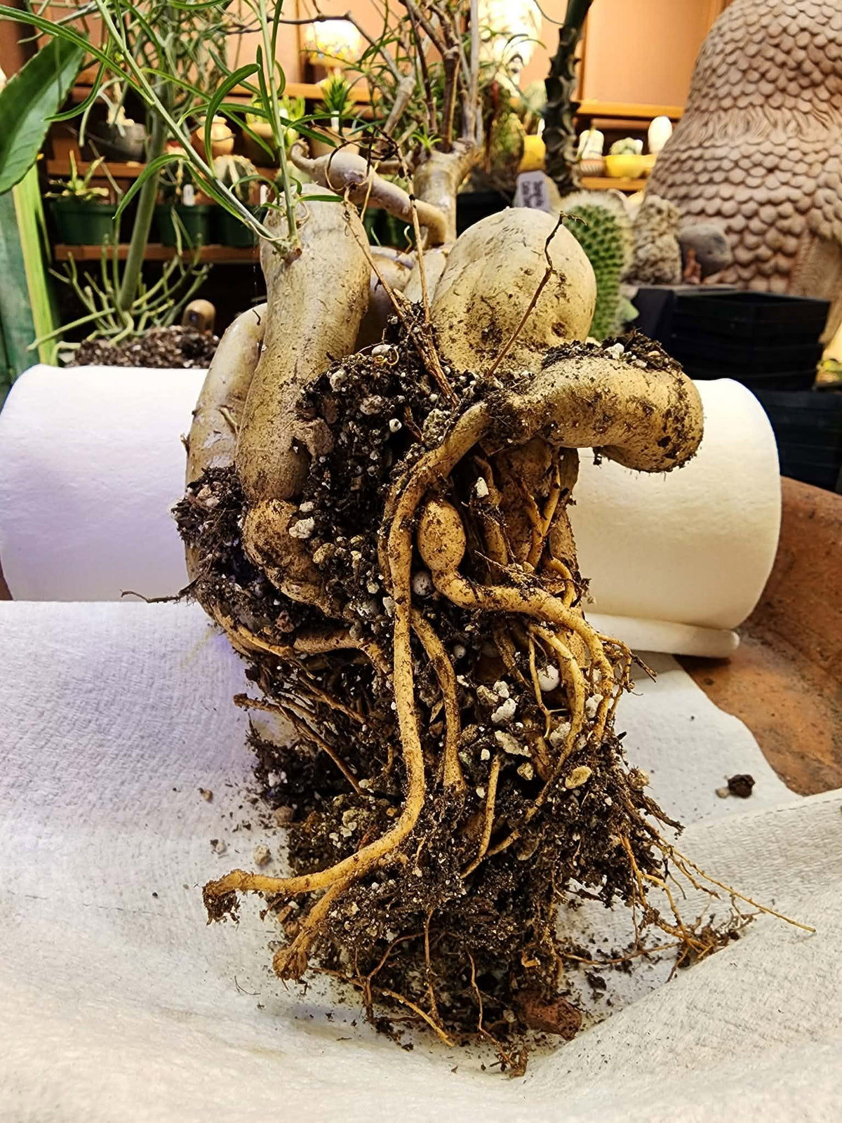 Euphorbia hedyotoides - 2 Feet Tall!
