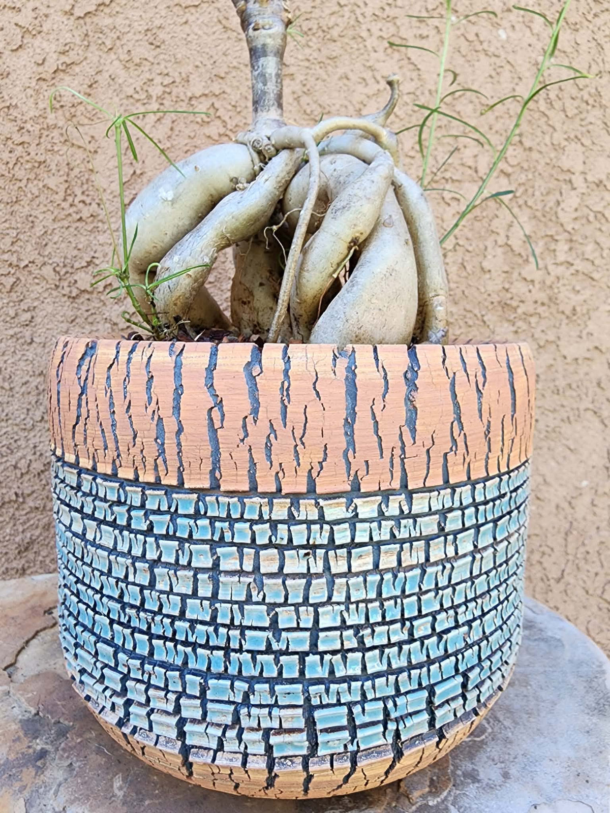 Euphorbia hedyotoides - 2 Feet Tall!