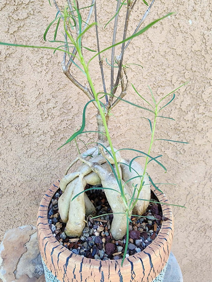 Euphorbia hedyotoides - 2 Feet Tall!