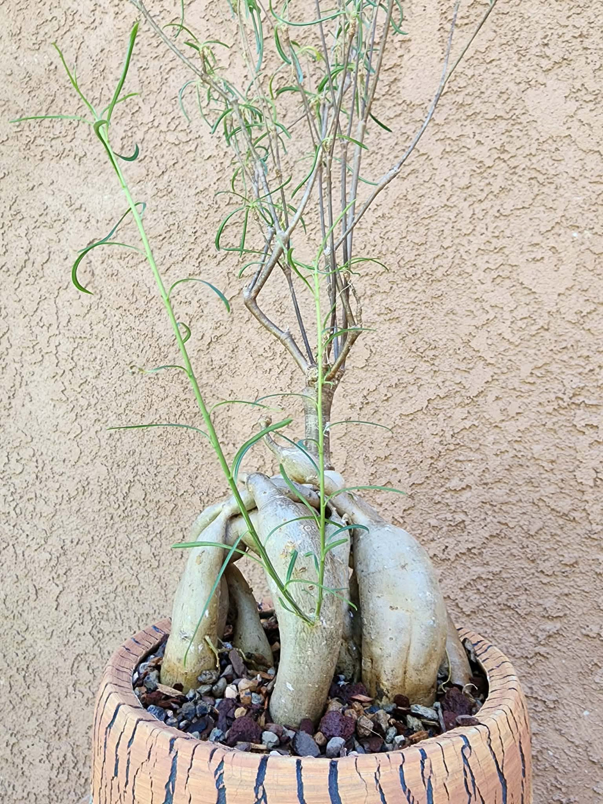 Euphorbia hedyotoides - 2 Feet Tall!