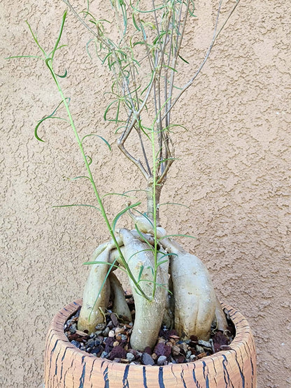 Euphorbia hedyotoides - 2 Feet Tall!