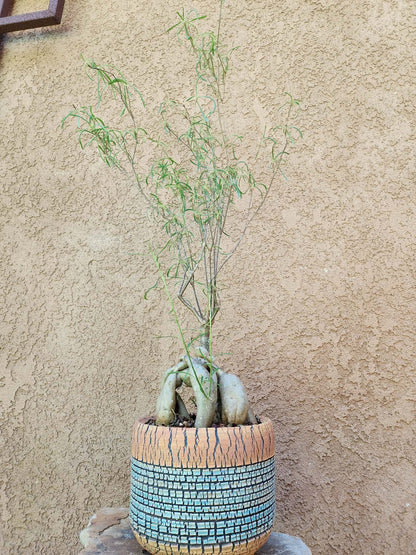 Euphorbia hedyotoides - 2 Feet Tall!