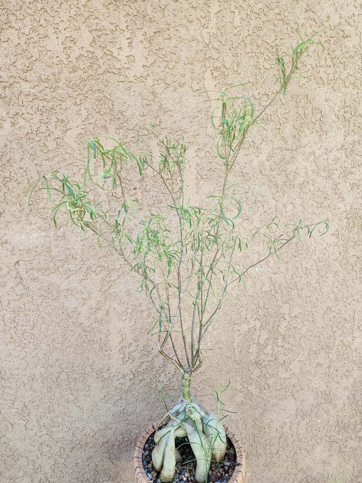 Euphorbia hedyotoides - 2 Feet Tall!