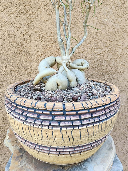 Euphorbia hedyotoides - 40" Tall!