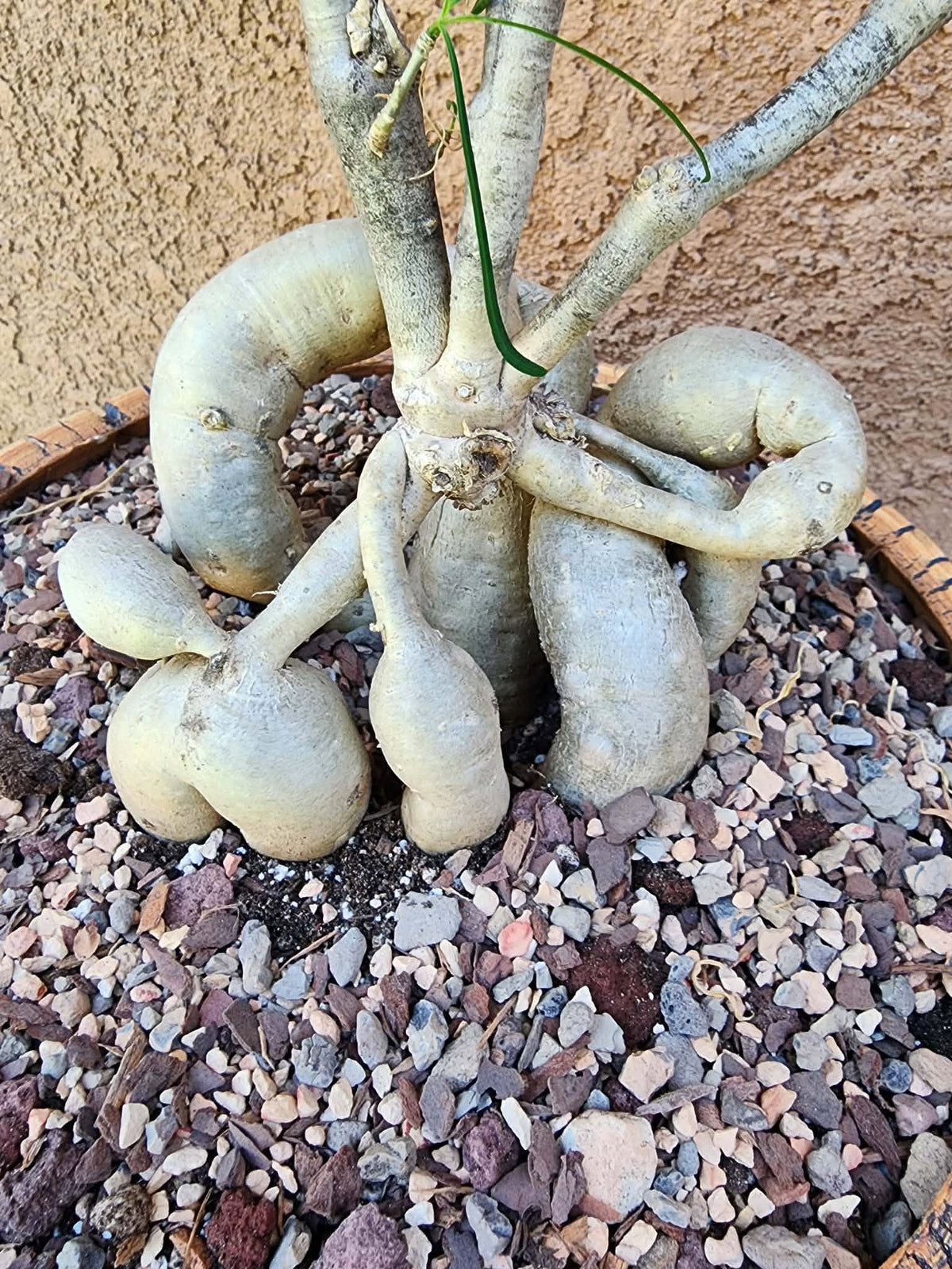 Euphorbia hedyotoides - 40" Tall!