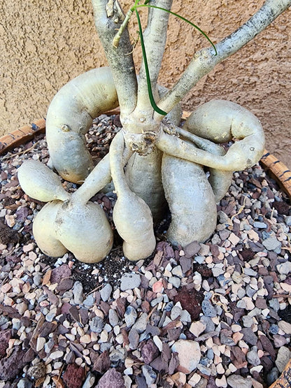 Euphorbia hedyotoides - 40" Tall!