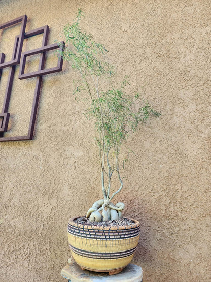 Euphorbia hedyotoides - 40" Tall!