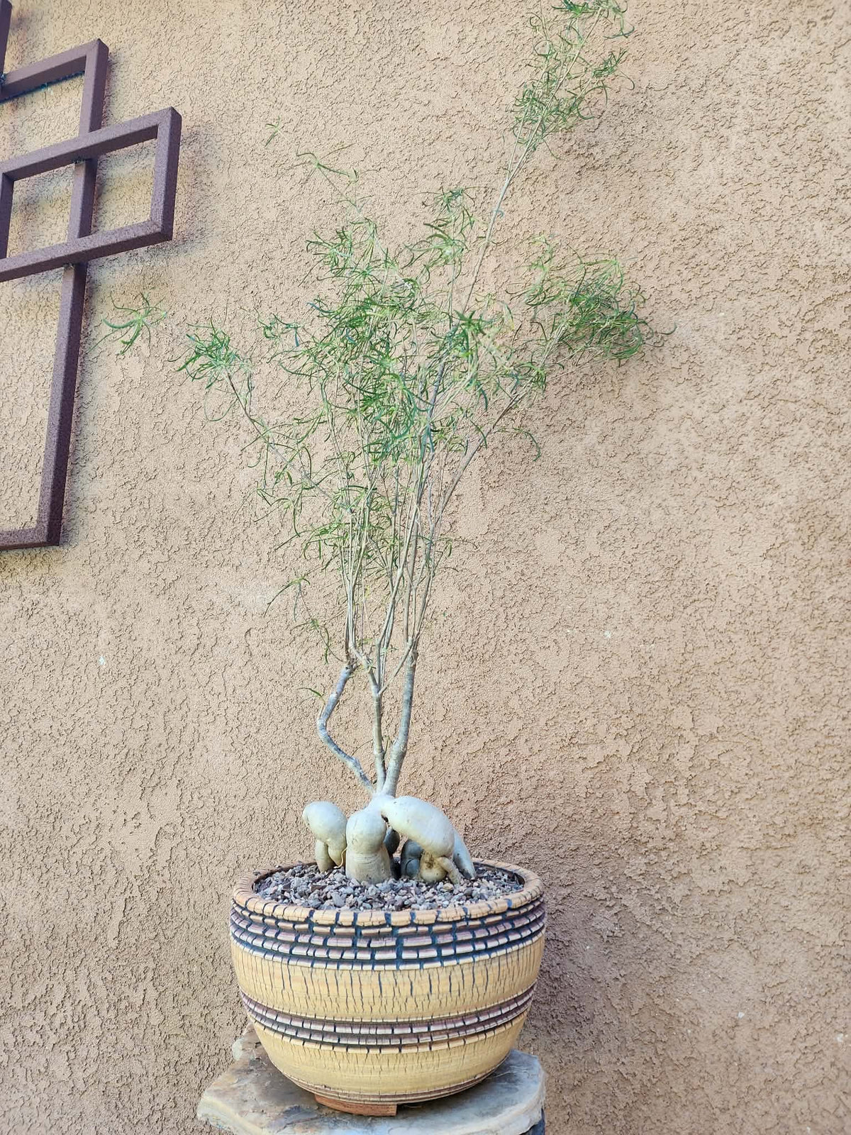 Euphorbia hedyotoides - 40" Tall!