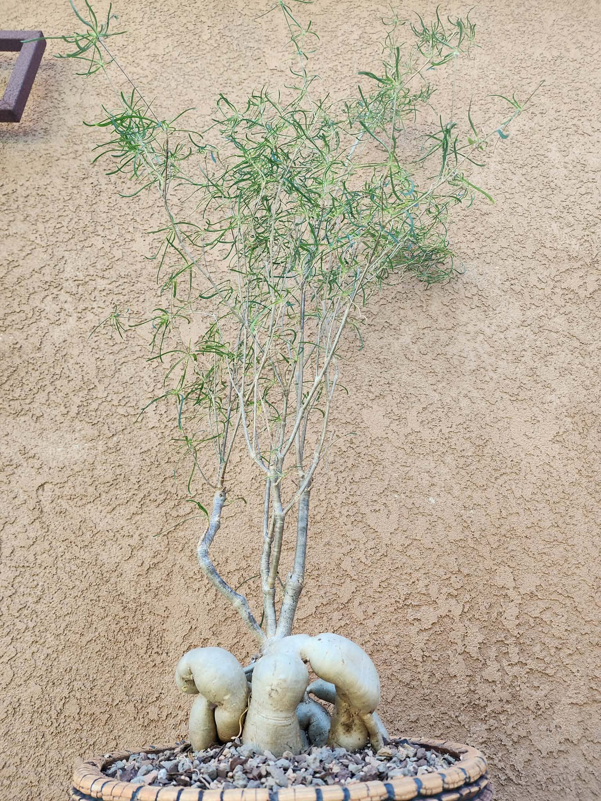 Euphorbia hedyotoides - 40" Tall!