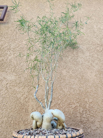 Euphorbia hedyotoides - 40" Tall!