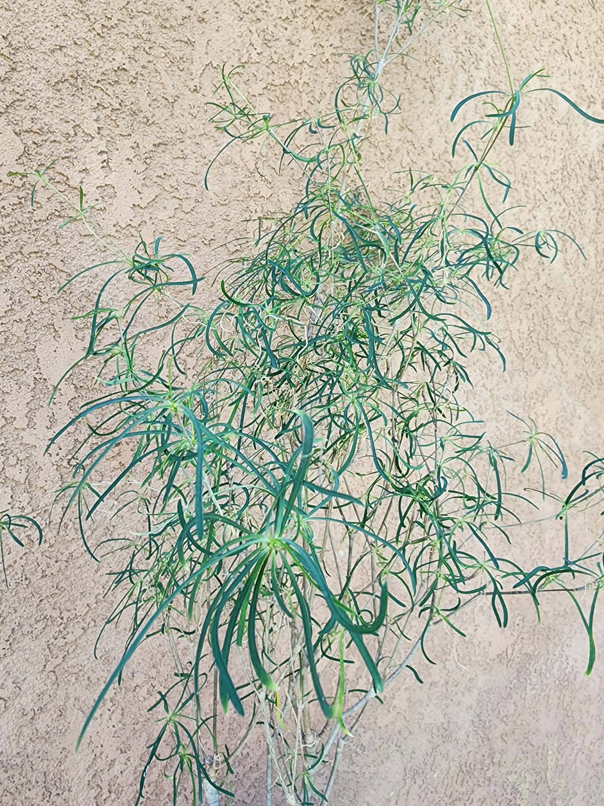 Euphorbia hedyotoides - 40" Tall!