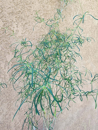 Euphorbia hedyotoides - 40" Tall!