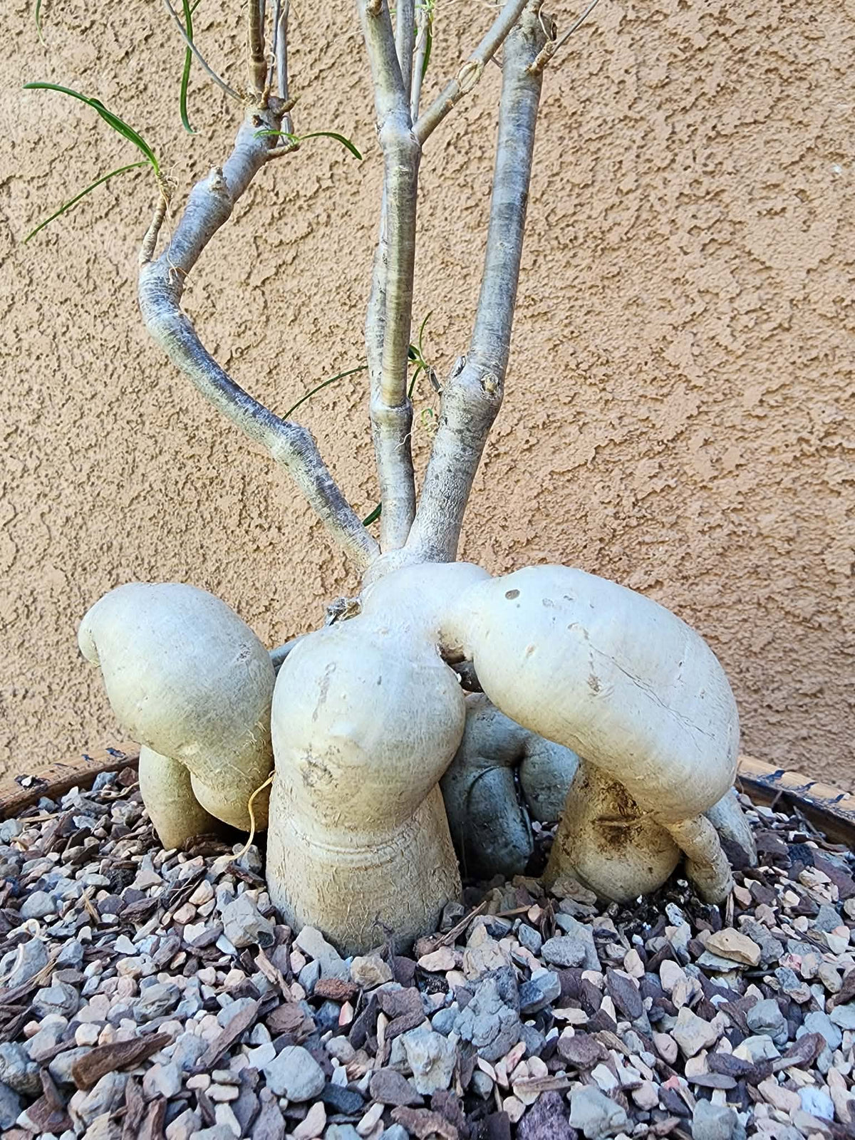 Euphorbia hedyotoides - 40" Tall!