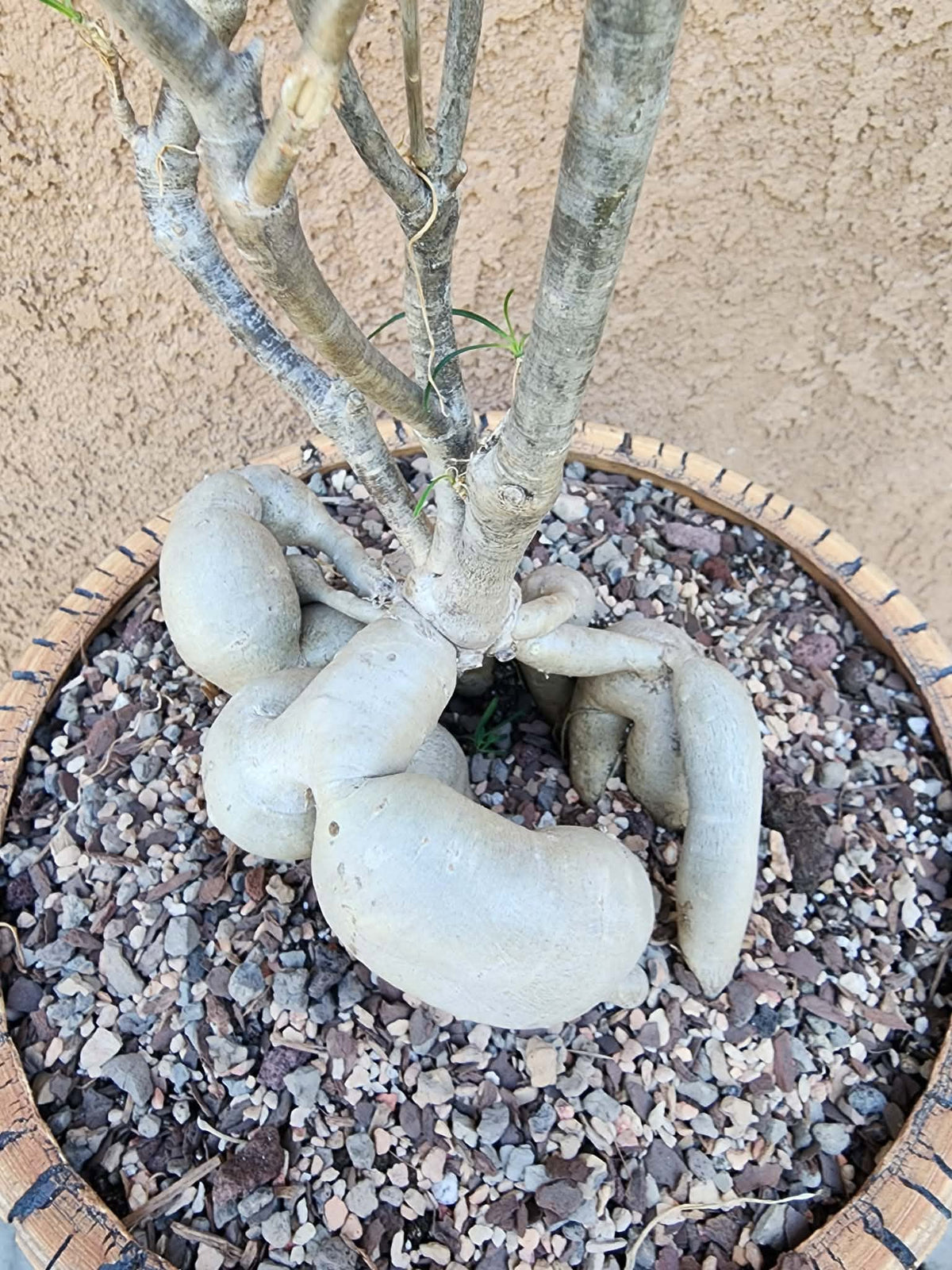 Euphorbia hedyotoides - 40" Tall!