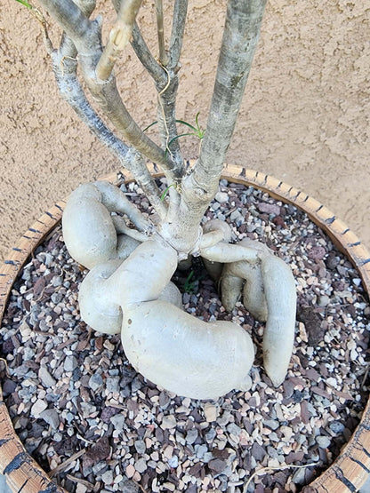 Euphorbia hedyotoides - 40" Tall!