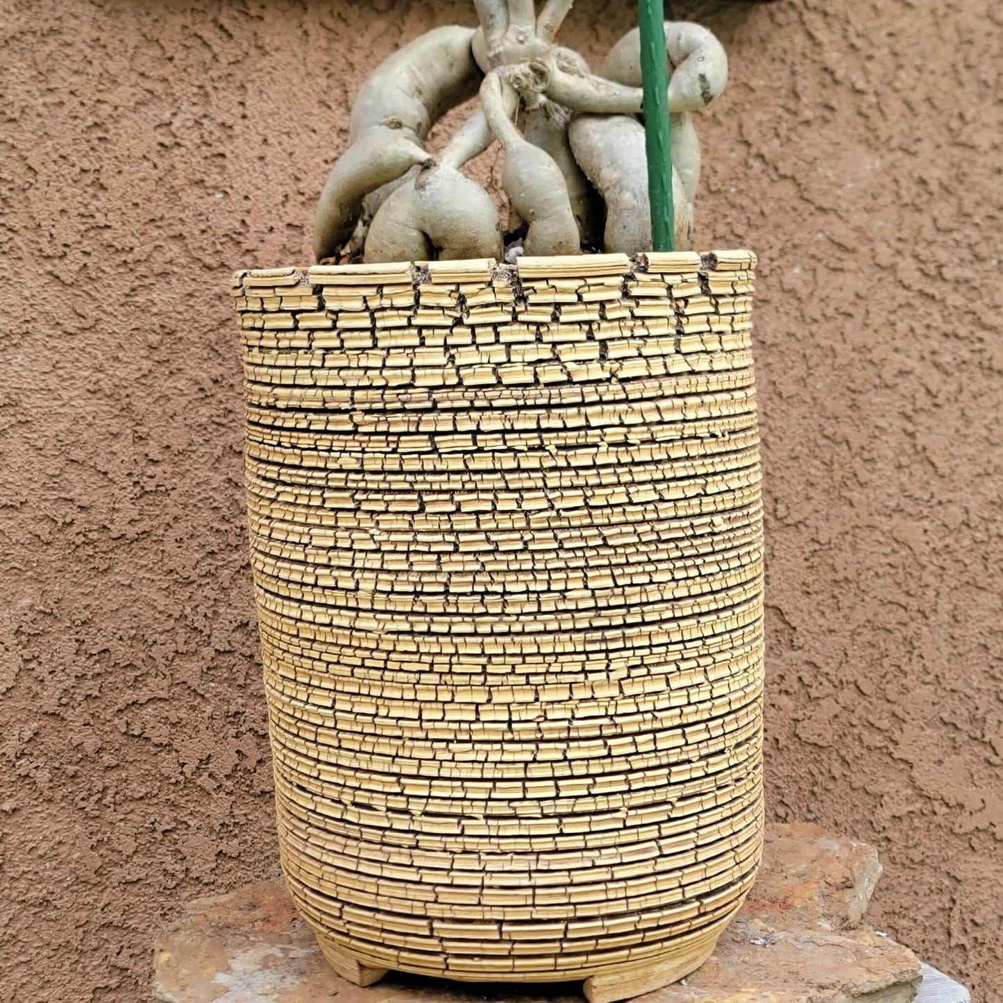 Euphorbia hedyotoides - 4 Feet Tall!