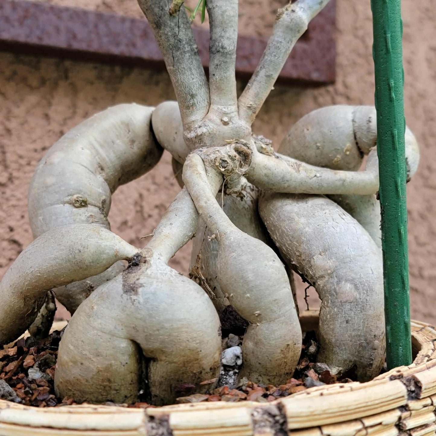 Euphorbia hedyotoides - 4 Feet Tall!