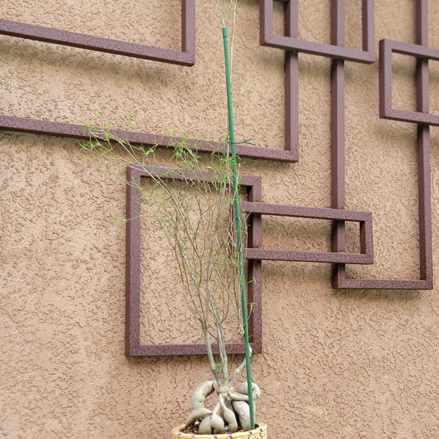 Euphorbia hedyotoides - 4 Feet Tall!