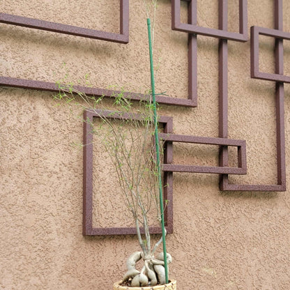 Euphorbia hedyotoides - 4 Feet Tall!