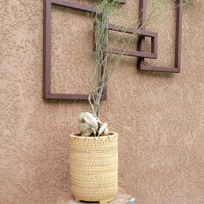 Euphorbia hedyotoides - 4 Feet Tall!
