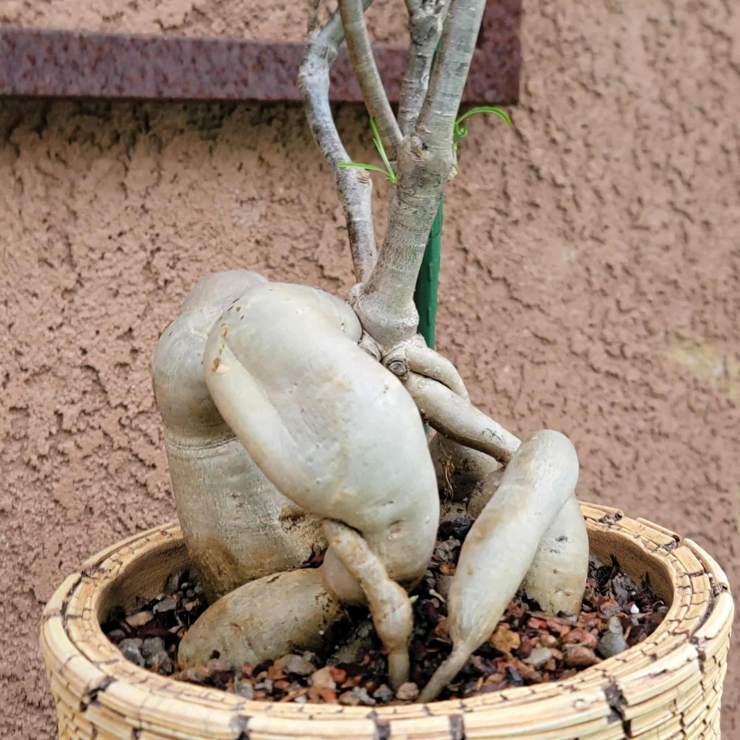 Euphorbia hedyotoides - 4 Feet Tall!