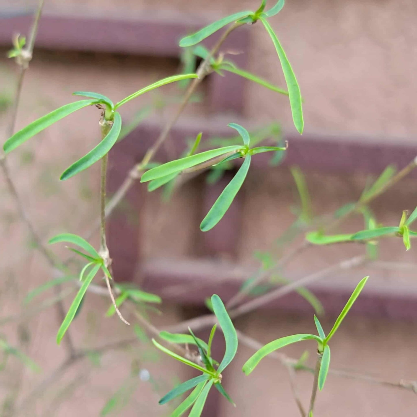Euphorbia hedyotoides - 4 Feet Tall!