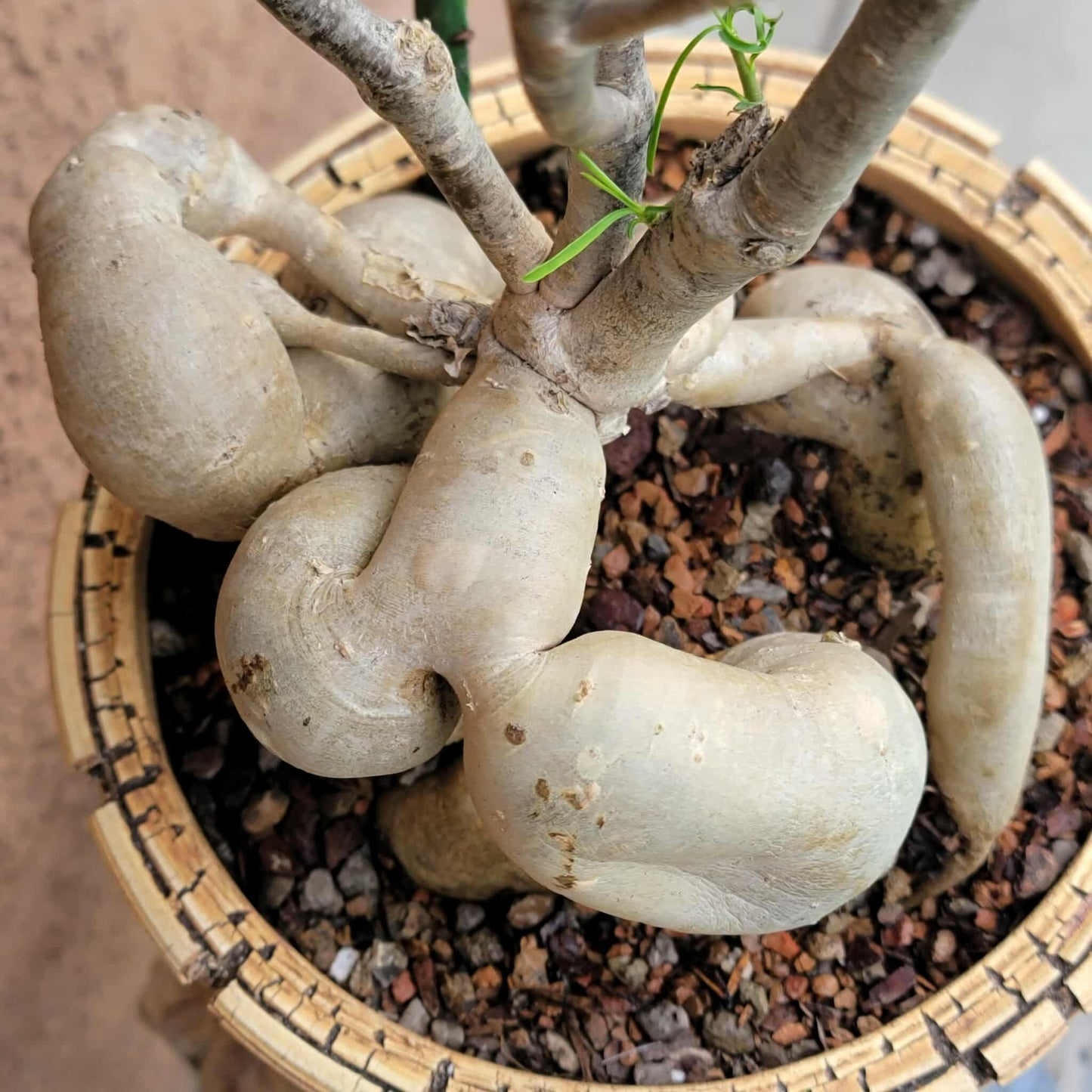 Euphorbia hedyotoides - 4 Feet Tall!