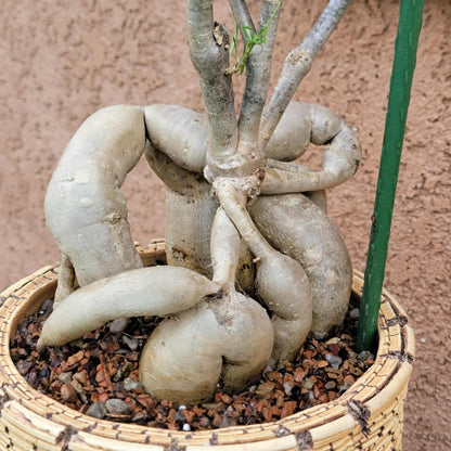 Euphorbia hedyotoides - 4 Feet Tall!