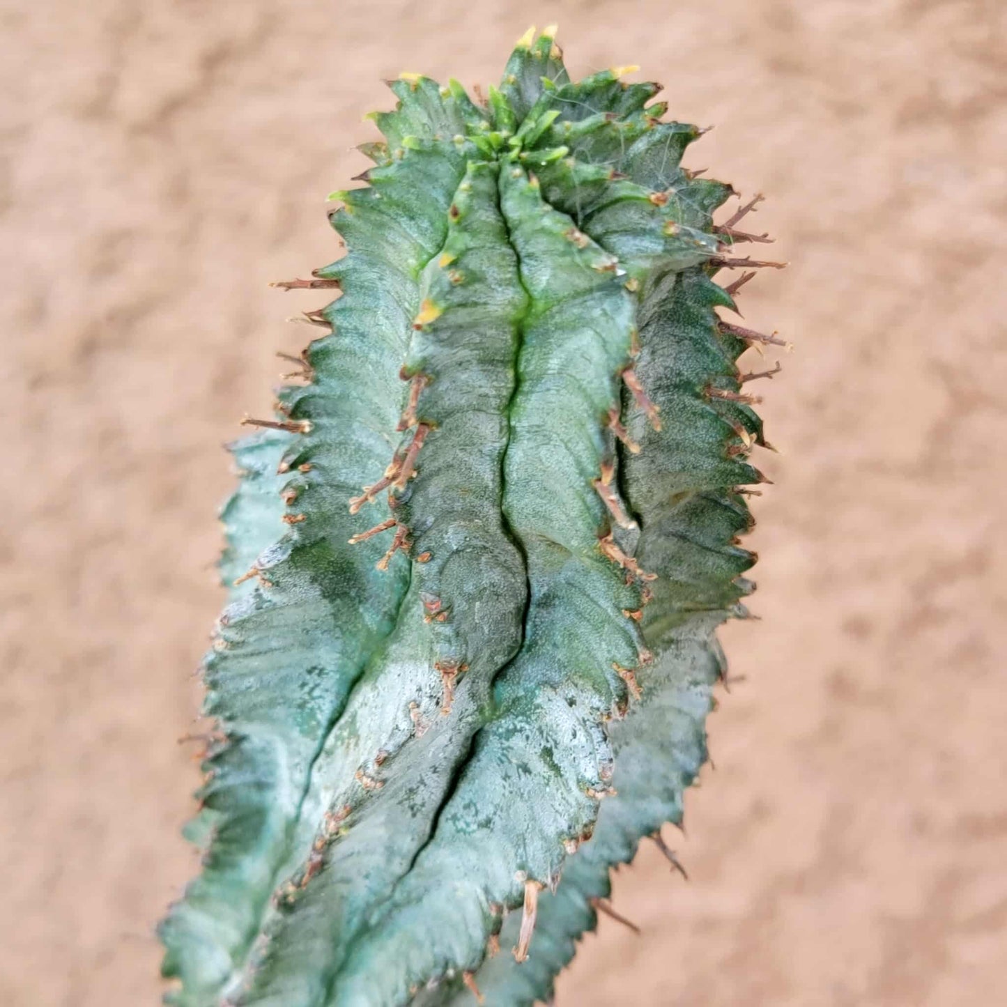 Euphorbia horrida 'Ice Storm'