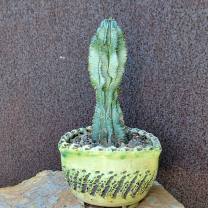 Euphorbia horrida 'Ice Storm'